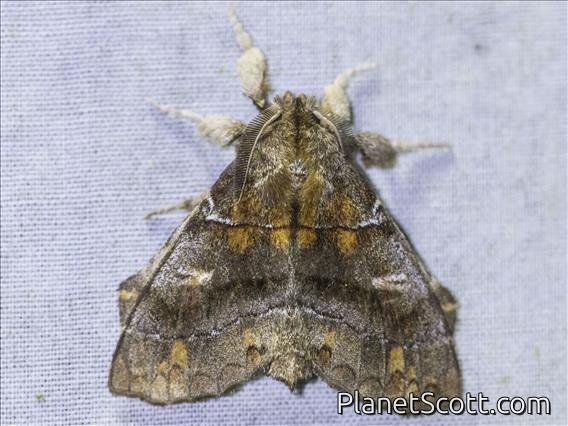 American Silkworm Moth (Zanola sp)