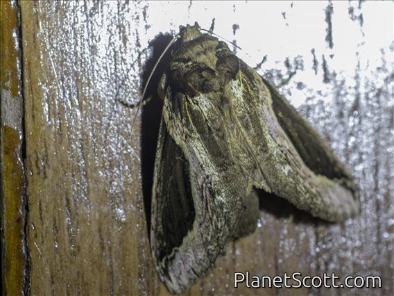 Heterocampinae Moth (Rhuda sp)
