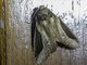 Heterocampinae Moth (Rhuda sp)
