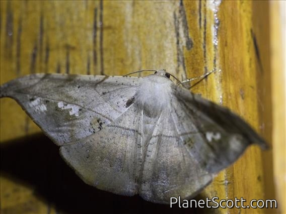 Geometer Moth (Geometera sp)