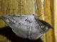 Geometer Moth (Geometera sp)