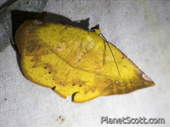 Geometer Moth (Geometera sp)