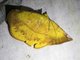 Geometer Moth (Ennominae sp)