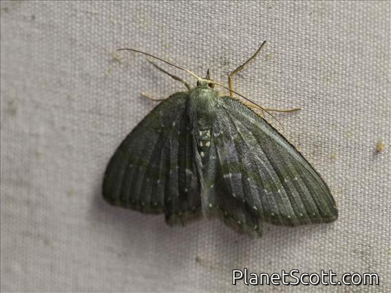 Geometer Moth (Geometera sp)