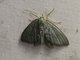 Emerald Moth (Chloropteryx sp)