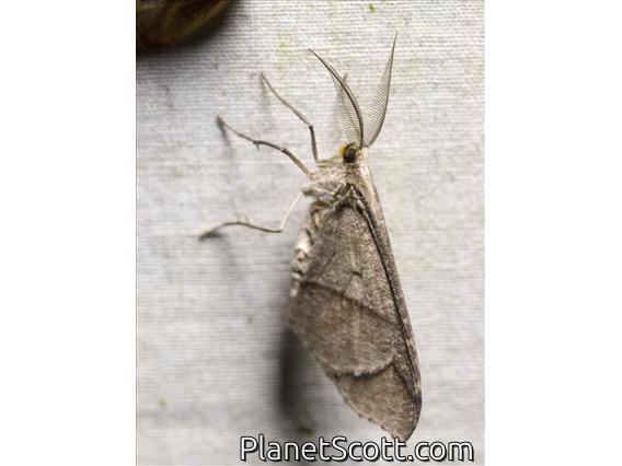 Geometer Moth (Geometera sp)