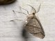Geometer Moth (Geometera sp)