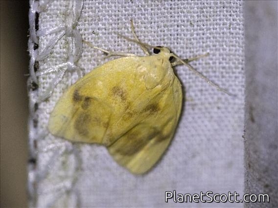 Lichen Moth (Pronola perdiffusa)