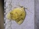 Lichen Moth (Pronola perdiffusa)