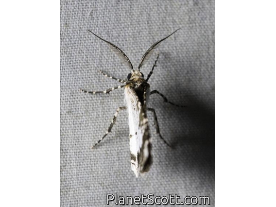 Crambid Snout Moth (Cramibida sp)