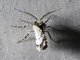 Crambid Snout Moth (Cramibida sp)