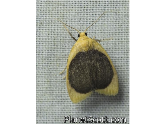 Lichen Moth (Pronola magniplaga)