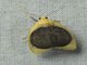 Lichen Moth (Pronola magniplaga)