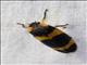 Leafhopper (Cicadellidae sp)