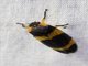 Leafhopper (Cicadellidae sp)