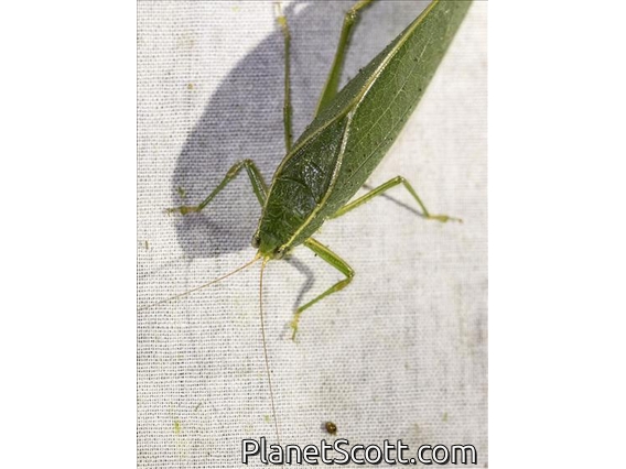 Katydid (Katydid sp)