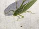 Katydid (Katydid sp)