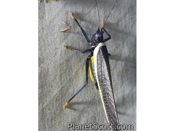 Conehead (Moncheca elegans)