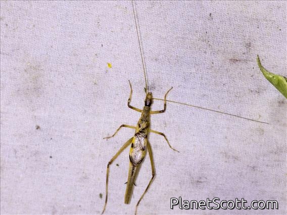 Smooth-legged Tree Cricket (Neoxabea sp)