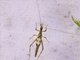 Smooth-legged Tree Cricket (Neoxabea sp)