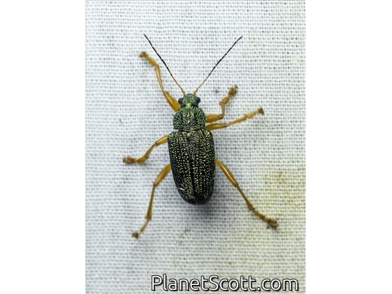 Leaf Beetle (Eumolpinae sp)