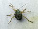 Leaf Beetle (Eumolpinae sp)