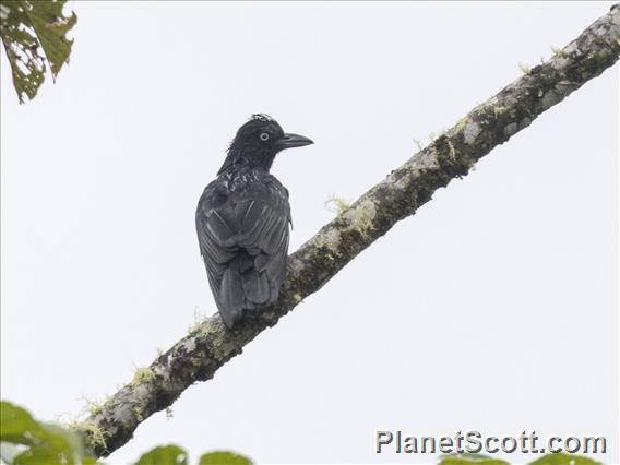Amazonian Umbrellabird (Cephalopterus ornatus)