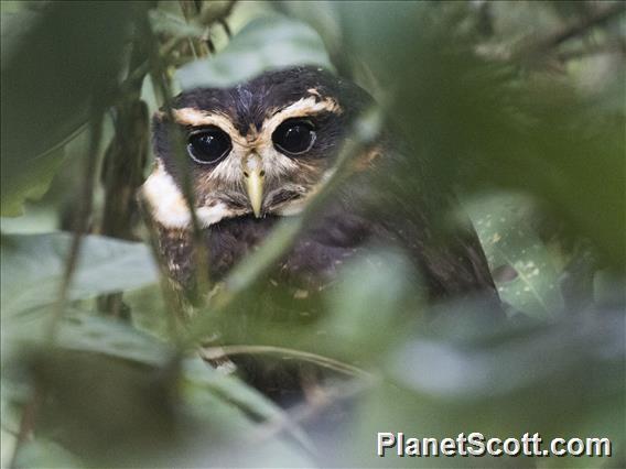 Band-bellied Owl (Pulsatrix melanota)