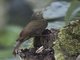 Black-billed Treehunter (Thripadectes melanorhynchus)