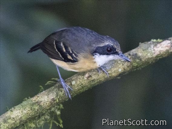 Black-faced Antbird (Myrmoborus myotherinus) - Female