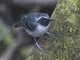 Black-faced Antbird (Myrmoborus myotherinus)