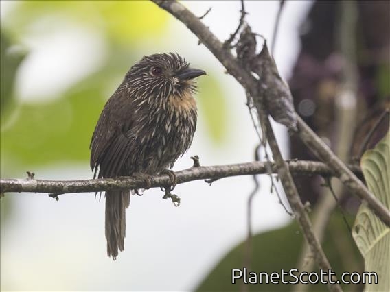 Black-streaked Puffbird (Malacoptila fulvogularis)