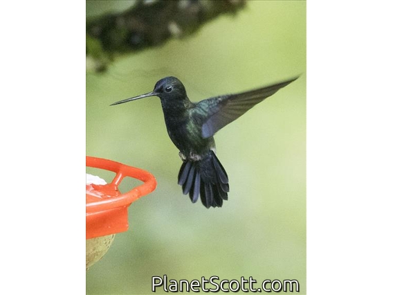 Blue-fronted Lancebill (Doryfera johannae)