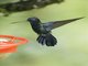 Blue-fronted Lancebill (Doryfera johannae)