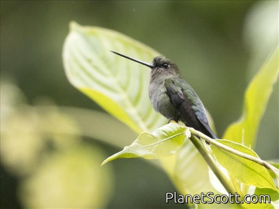 Blue-fronted Lancebill (Doryfera johannae) - Female