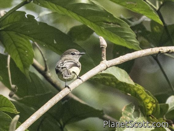 Brown-capped Vireo (Vireo leucophrys)