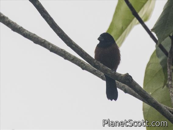 Chestnut-bellied Seed-Finch (Sporophila angolensis)