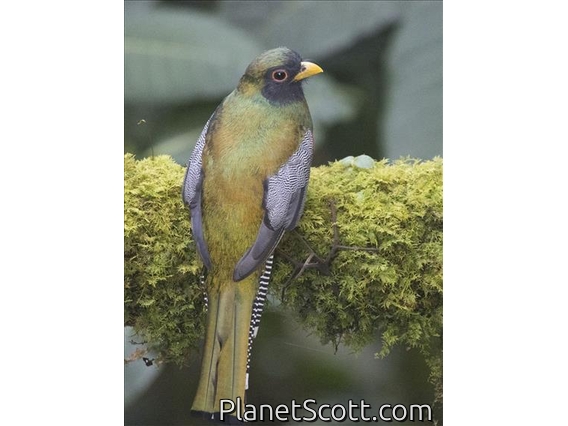 Collared Trogon (Trogon collaris)