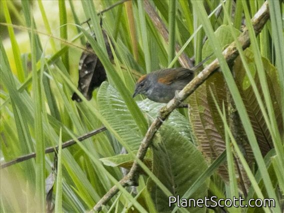 Dark-breasted Spinetail (Synallaxis albigularis)