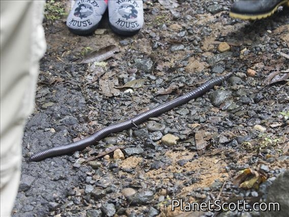 Giant Earthworm (Rhinodrilidae sp)