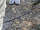 Giant Earthworm (Rhinodrilidae sp)