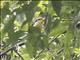 Gilded Barbet (Capito auratus)
