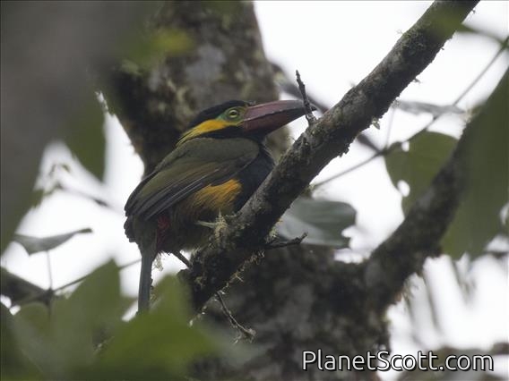 Golden-collared Toucanet (Selenidera reinwardtii)