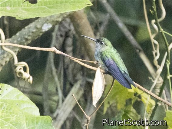 Golden-tailed Sapphire (Chrysuronia oenone) - Female