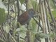 Lined Antshrike (Thamnophilus tenuepunctatus) - Female