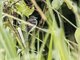 Olive-chested Flycatcher (Myiophobus cryptoxanthus)