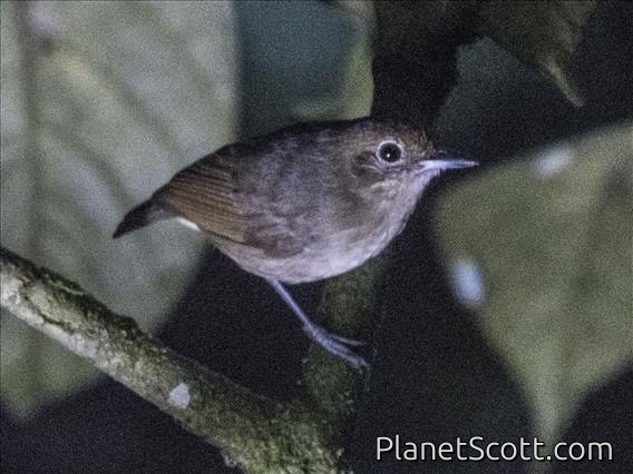 Plain Antvireo (Dysithamnus mentalis)