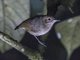 Plain Antvireo (Dysithamnus mentalis)