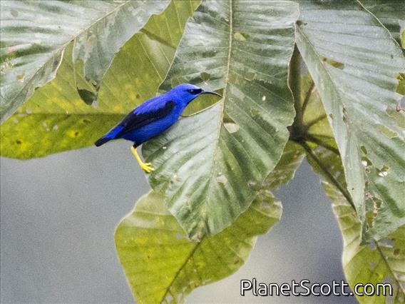 Purple Honeycreeper (Cyanerpes caeruleus)