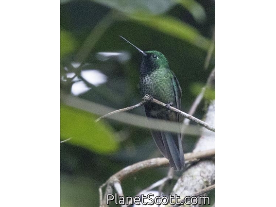 Rufous-vented Whitetip (Urosticte ruficrissa)